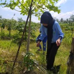 Peduli Lingkungan, Mahasiswa KKN Tanam Pohon di Ungaran