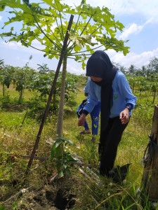 Peduli Lingkungan, Mahasiswa KKN Tanam Pohon di Ungaran