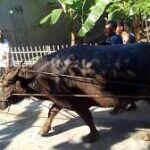 Mengenal Prasah, Tradisi Seserahan di Desa Sidigede Jepara