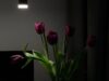 Sebuket Tulip Merah