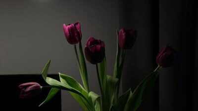 Sebuket Tulip Merah